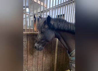Classic Pony, Stute, 19 Jahre, 145 cm, Rappe