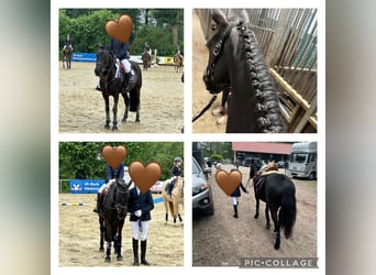 Classic Pony, Stute, 19 Jahre, 145 cm, Rappe