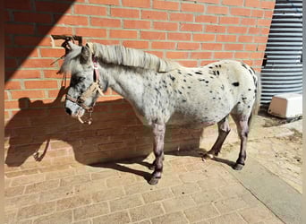 Classic Pony, Stute, 20 Jahre, 110 cm