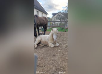Classic Pony, Stute, 2 Jahre, 100 cm