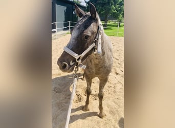 Classic Pony, Stute, 2 Jahre, 112 cm, Tigerschecke