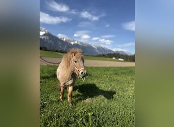 Classic Pony Mix, Stute, 2 Jahre, 90 cm, Fuchs