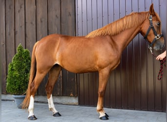 Classic Pony, Stute, 3 Jahre, 135 cm, Fuchs