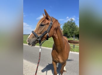 Classic Pony, Stute, 3 Jahre, 135 cm, Fuchs