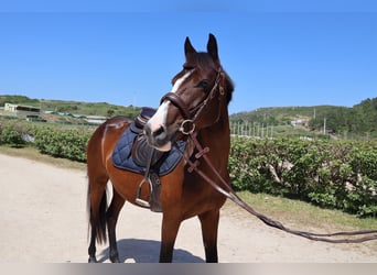 Classic Pony Mix, Stute, 3 Jahre, 140 cm, Rotbrauner