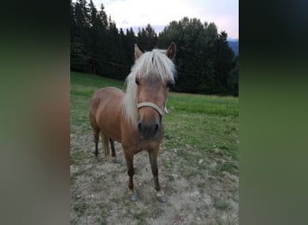 Classic Pony, Stute, 4 Jahre, 105 cm