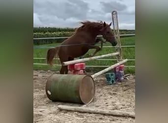 Classic Pony, Stute, 4 Jahre, 135 cm, Fuchs