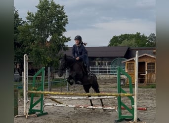 Classic Pony, Stute, 4 Jahre, 147 cm, Fliegenschimmel