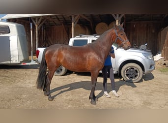 Classic Pony Mix, Stute, 4 Jahre, 147 cm, Rotbrauner