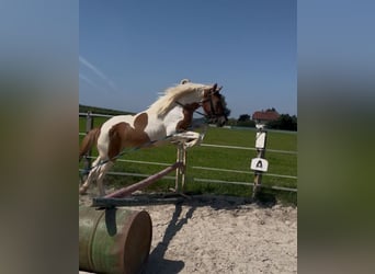 Classic Pony, Stute, 4 Jahre, 149 cm, Schecke