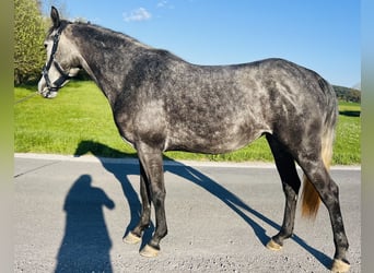 Classic Pony, Stute, 4 Jahre, 152 cm, Rappschimmel