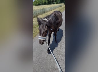 Classic Pony, Stute, 5 Jahre, 116 cm, Rappe