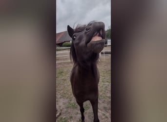 Classic Pony, Stute, 5 Jahre