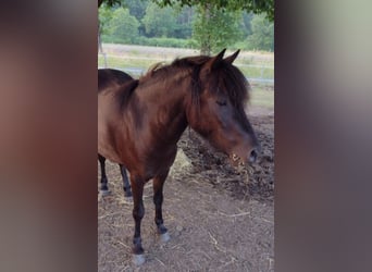 Classic Pony, Stute, 5 Jahre