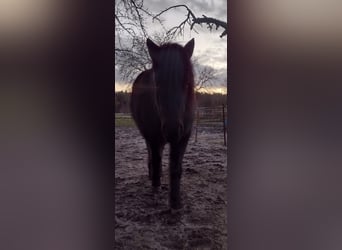 Classic Pony, Stute, 5 Jahre