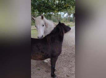 Classic Pony, Stute, 5 Jahre