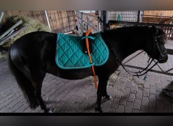 Classic Pony, Stute, 5 Jahre