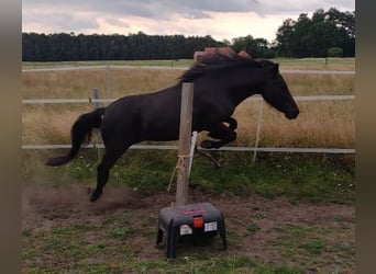 Classic Pony, Stute, 5 Jahre