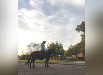 Classic Pony, Stute, 5 Jahre
