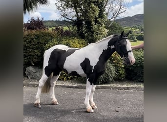 Classic Pony, Stute, 6 Jahre, 138 cm, Schecke