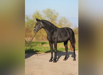 Classic Pony, Stute, 6 Jahre, 145 cm, Schimmel
