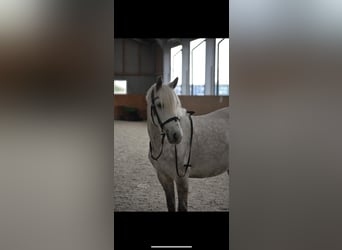 Classic Pony, Stute, 6 Jahre, Blauschimmel