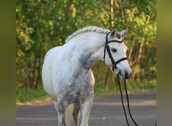 Classic Pony, Stute, 7 Jahre, 144 cm, Schimmel