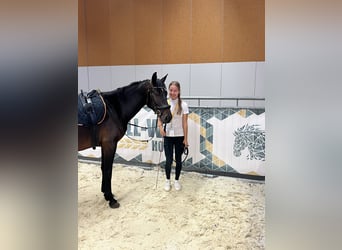 Classic Pony, Stute, 7 Jahre, 147 cm, Brauner