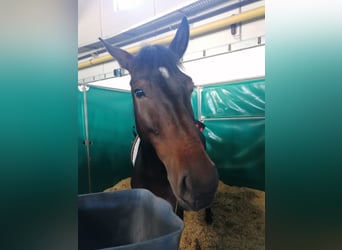 Classic Pony, Stute, 7 Jahre, 147 cm, Brauner