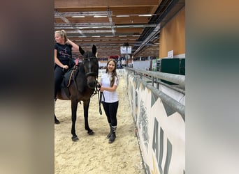 Classic Pony, Stute, 7 Jahre, 147 cm, Brauner