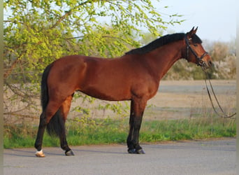 Classic Pony, Stute, 7 Jahre, 148 cm, Brauner