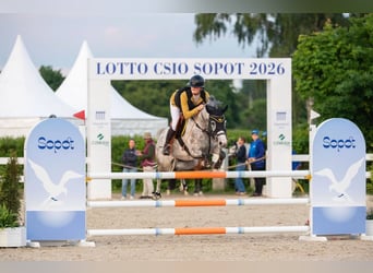 Classic Pony, Stute, 7 Jahre, 148 cm, Schimmel
