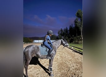 Classic Pony, Stute, 8 Jahre, 135 cm, Apfelschimmel
