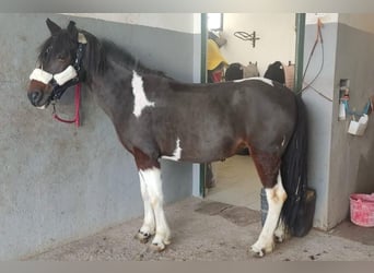Classic Pony, Stute, 8 Jahre, 135 cm, Schecke