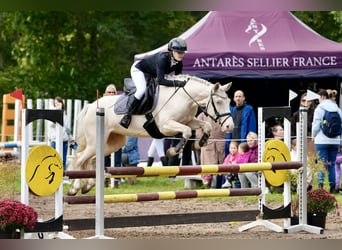 Classic Pony, Stute, 8 Jahre, 144 cm, Cremello