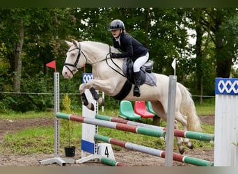 Classic Pony, Stute, 8 Jahre, 144 cm, Cremello