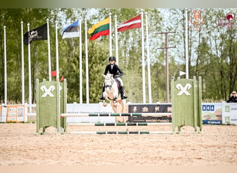 Classic Pony, Stute, 8 Jahre, 144 cm, Cremello