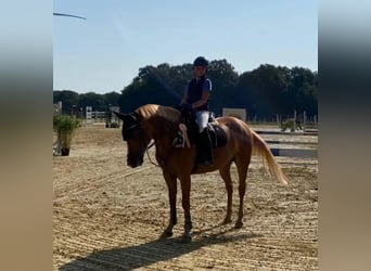 Classic Pony, Stute, 8 Jahre, 146 cm, Fuchs