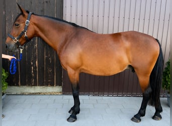 Classic Pony, Stute, 8 Jahre, 150 cm, Brauner