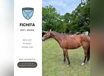 Classic Pony, Stute, 8 Jahre, Brauner