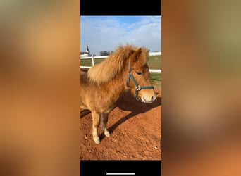 Classic Pony Mix, Stute, 9 Jahre, 105 cm, Fuchs