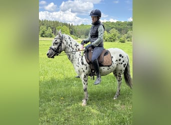 Classic Pony, Stute, 9 Jahre, 125 cm, Tigerschecke