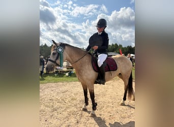 Classic Pony, Stute, 9 Jahre, 146 cm, Buckskin