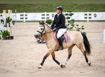 Classic Pony, Stute, 9 Jahre, 146 cm, Buckskin