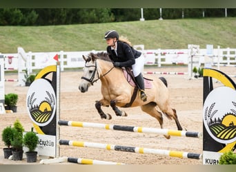 Classic Pony, Stute, 9 Jahre, 146 cm, Buckskin