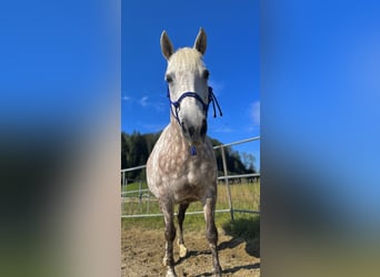 Classic Pony Mix, Stute, 9 Jahre, 155 cm, Schimmel