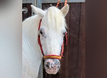 Classic Pony Mix, Stute, 9 Jahre, 94 cm, Schimmel
