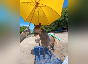 Classic Pony Mix, Wałach, 10 lat, 133 cm, Kasztanowatodereszowata
