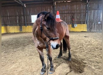 Classic Pony Mix, Wałach, 11 lat, 140 cm, Gniada