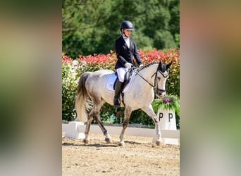 Classic Pony, Wałach, 11 lat, Siwa